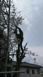 2017/4/12 八幡西区楠北で桜の木をソンちゃんが切りました！